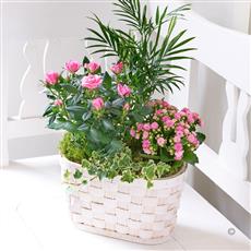 Mixed Planted Basket