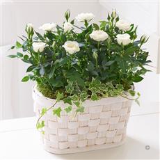Cream Rose Basket with Luxury Chocolates