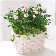 Pink Rose Basket with Luxury Chocolates