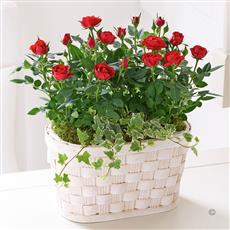 Red Rose Basket with Luxury Chocolates