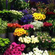 Flowers or Plants for 6 months