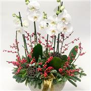 Christmas Grace Orchid Planter