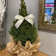 3ft Potted Christmas Tree 