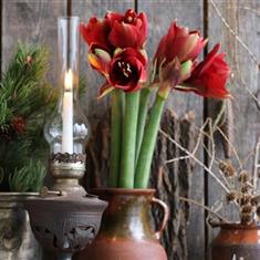 Red Amaryllis
